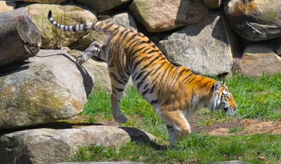 Moody Tiger Wallpaper Animals Wallpaper 4K 3269x1908 Hd, Desktop, Wallpaper, Featuring, A, Tiger, Walking, Beside, Large, Rocks, Green, Grass, Gray, Ultrawide, QHD