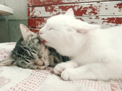 Two Cats Cuddle Together Animals Wallpaper 4K 3648x2736 Two, Cats, Cuddle, Together, One, White, And, Tabby, Sharing, Moment, Affection, Serene, Landscape, QHD