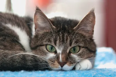 Calm Close Wallpaper Animals Wallpaper 4K 2048x1365 A, Close-up, Of, Cat, Resting, On, Soft, Blue, Surface, Showcasing, Striking, Green, White, Ultrawide, Full HD