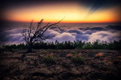 Vivid Sky Wallpaper Nature Wallpaper 4K 2560x1700 Sky, Horizon, Cloud, Lonesome, Dove, Nature, Tree, Hd, Desktop, White, Pink, Ultrawide, QHD