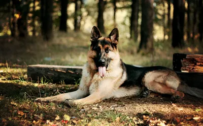 Dark German Wallpaper Nature Wallpaper 4K 1920x1200 A, German, Shepherd, Lies, On, The, Forest, Floor, Blending, Natural, Trees, Earthy, Gray, Brown, Ultrawide, Full HD
