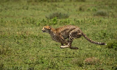 Cheetah Running Full Speed Abstract Wallpaper 4K 2048x1232 An, Hd, Desktop, Wallpaper, Featuring, A, Cheetah, Running, Full, Speed, Across, Lush, Gray, Brown, Ultrawide, Full HD