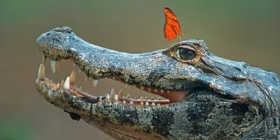 Close Crocodile Head Orange Animals Wallpaper 4K 2000x1000 Hd, Pc, Desktop, Wallpaper, Of, A, Close-up, Crocodile, Head, Orange, Butterfly, Perched, Gray, Ultrawide, Full HD