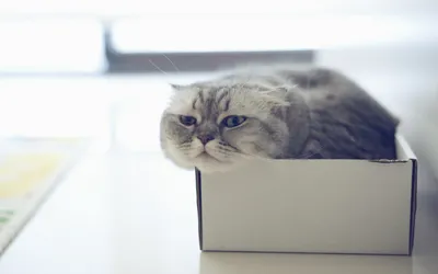Moody Grumpy Wallpaper Animals Wallpaper 4K 2560x1600 Hd, Desktop, Wallpaper, Of, A, Grumpy-looking, Gray, Cat, Snugly, Fitting, Inside, Small, White, Ultrawide, QHD