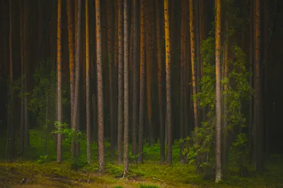 Serene General Wallpaper Abstract Wallpaper 4K 6020x4011 Wallpaper, General, 6020x4011, Black, Brown, Ultrawide, 4k