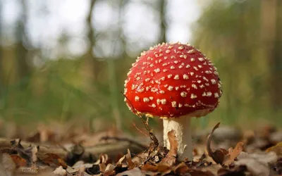 Nature Mushroom Nature Nature Wallpaper 4K 1920x1200 Nature, Mushroom, Hd, Desktop, Wallpaper, Background, Image, White, Ultrawide, Full HD