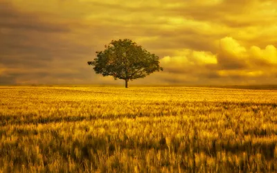 Vibrant Solitary Wallpaper Nature Wallpaper 4K 1920x1200 A, Solitary, Tree, Stands, On, Golden, Field, Under, Dramatic, Sky, Capturing, Serene, Orange, Ultrawide, Full HD