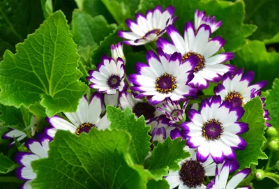 Moody Vibrant Wallpaper Nature Wallpaper 4K 1920x1300 A, Vibrant, Display, Of, Flowers, With, White, Petals, Purple, Edges, Surrounded, Lush, Landscape, Full HD