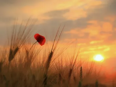 Radiant Red Wallpaper Nature Wallpaper 4K 2048x1534 A, Red, Poppy, Flower, Stands, Alone, In, Wheat, Field, During, Warm, Sunset, Purple, Gray, Orange, Landscape, Full HD