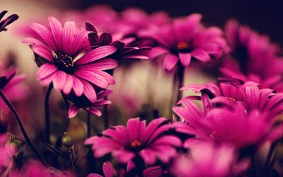 Sleek Vibrant Wallpaper Nature Wallpaper 4K 2560x1600 A, Vibrant, Close-up, Of, Purple, Daisies, In, Full, Bloom, Set, Against, Soft, Pink, Ultrawide, QHD