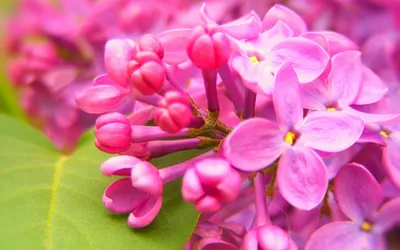 Vibrant Close Pink Flowers Lush Nature Wallpaper 4K 1680x1050 Vibrant, Close-up, Of, Pink, Flowers, Against, Lush, Green, Leaves, Capturing, Beauty, Nature, White, Ultrawide