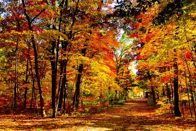 Definition Vibrant Fall Colorful Leaves Nature Wallpaper 4K 2220x1480 A, High-definition, Desktop, Wallpaper, Showcasing, Vibrant, Fall, Scene, Colorful, Leaves, Autumnal, Trees, Brown, Landscape, Full HD