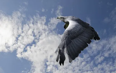 Eagle Animal Flight Close Nature Wallpaper 4K 2048x1295 Hd, Pc, Desktop, Wallpaper, And, Background, Of, An, Eagle, Animal, Flight, Captured, White, Gray, Ultrawide, Full HD