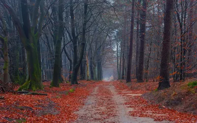 Capturing Serene Fall Forest Covered Nature Wallpaper 4K 1920x1200 Hd, Pc, Desktop, Wallpaper, Capturing, A, Serene, Fall, Scene, Forest, Path, Covered, Brown, Gray, Ultrawide, Full HD