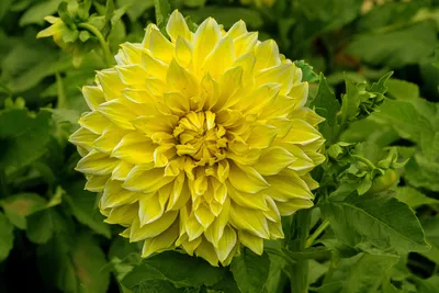 Vivid Bright Wallpaper Nature Wallpaper 4K 8256x5504 Yellow, Purple