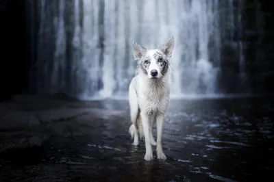 Sleek White Wallpaper Animals Wallpaper 4K 2000x1334 Hd, Pc, Desktop, Wallpaper, A, White, Dog, Animal, Standing, Wet, Rocks, Gray, Landscape, Full HD