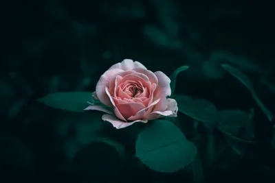 Bold Close Wallpaper Wallpaper 4K, Abstract category