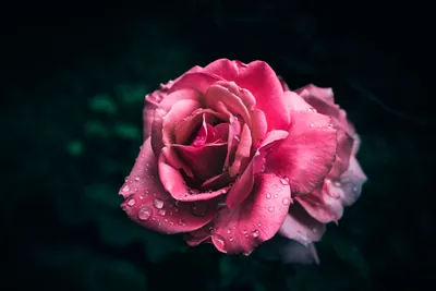 Close Dew Kissed Pink Rose Black/Dark Wallpaper 4K 6960x4640 Gray, Pink, White