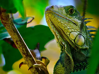 Serene Animal Wallpaper Animals Wallpaper 4K 1600x1200 Animal, Lizard, Hd, Desktop, Wallpaper, Background, Image, Brown, Gray, Landscape