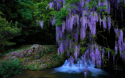 Serene Cascading Purple Wisteria Nature Wallpaper 4K 1920x1200 A, Serene, Hd, Wallpaper, Featuring, Cascading, Purple, Wisteria, Blossoms, Near, Small, Waterfall, Brown, Ultrawide, Full HD