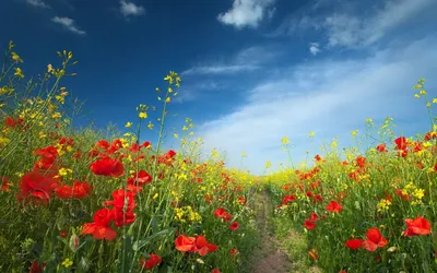 Radiant Vibrant Wallpaper Nature Wallpaper 4K 1920x1200 Hd, Desktop, Wallpaper, Featuring, A, Vibrant, Field, Of, Red, Poppies, Yellow, Flowers, White, Ultrawide, Full HD