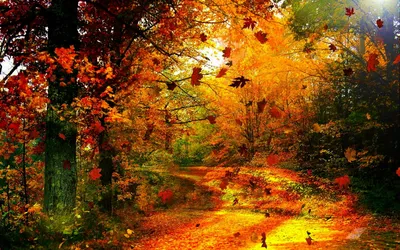 Vibrant Autumn Forest Covered Fallen Nature Wallpaper 4K 1920x1200 A, Vibrant, Autumn, Scene, With, Forest, Path, Covered, Fallen, Leaves, Bathed, Warm, Orange, Brown, Ultrawide, Full HD