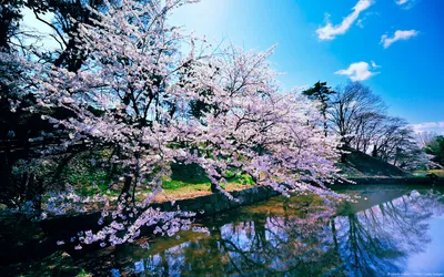 Serene Nature Blooming Cherry Blossoms Nature Wallpaper 4K 1920x1200 A, Serene, Nature, Scene, Featuring, Blooming, Cherry, Blossoms, Reflected, Calm, Water, Under, White, Ultrawide, Full HD