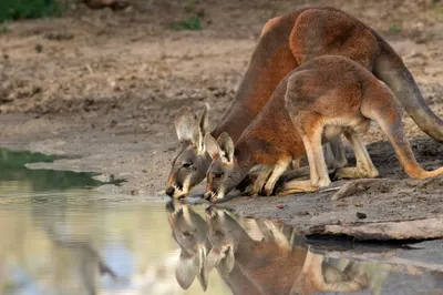 Vivid Two Wallpaper Nature Wallpaper 4K 2048x1365 Hd, Pc, Desktop, Wallpaper, Showing, Two, Kangaroos, Drinking, Water, Calm, Riverbank, Natural, Gray, Ultrawide, Full HD