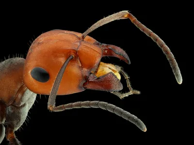 Animal Ant Animals Animals Wallpaper 4K 2800x2100 Animal, Ant, Hd, Desktop, Wallpaper, Background, Image, Brown, Landscape, QHD