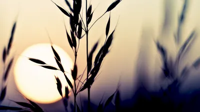 Crisp Nature Wallpaper Nature Wallpaper 4K 1920x1080 Nature, Sunset, Hd, Desktop, Wallpaper, Background, Image, White, Ultrawide, Full HD