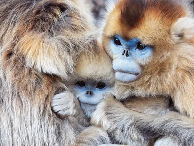 Close Golden Snub Nosed Abstract Wallpaper 4K 1600x1200 Close-up, Of, A, Golden, Snub-nosed, Monkey, Family, With, Striking, Blue, Faces, Captured, Gray, Landscape