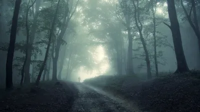 Bright Misty Wallpaper Nature Wallpaper 4K 1920x1080 Hd, Wallpaper:, Of, A, Misty, Dark, Forest, With, Trees, Lining, Path, Faint, Gray, Ultrawide, Full HD