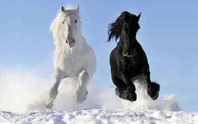 White Horse Black Running Nature Wallpaper 4K 2560x1600 Hd, Wallpaper, Of, A, White, Horse, And, Black, Running, Through, Snow, Clear, Pink, Gray, Ultrawide, QHD