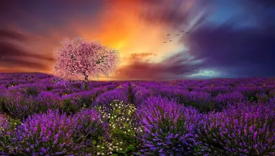 Dreamy Vibrant Wallpaper Nature Wallpaper 4K 2048x1170 A, Vibrant, Hd, Desktop, Wallpaper, Featuring, Purple, Lavender, Field, Spring, Blossoming, Tree, Brown, Orange, Ultrawide, Full HD