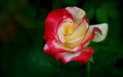 Vibrant Rose Delicate Black/Dark Wallpaper 4K 2560x1600 A, Vibrant, Rose, With, Delicate, Red, And, Yellow, Petals, Blooms, Against, Dark, Ultrawide, QHD