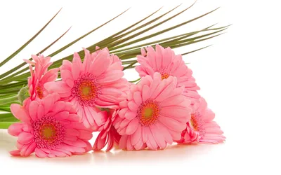 Vibrant Collection Pink Gerbera Nature Wallpaper 4K 2560x1600 A, Vibrant, Collection, Of, Pink, Gerbera, Daisies, Beautifully, Showcasing, Nature, 039, Elegance, White, Ultrawide, QHD