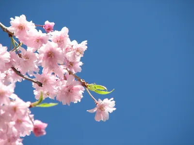 Radiant Pink Wallpaper Nature Wallpaper 4K 2592x1944 Hd, Desktop, Wallpaper, Of, Pink, Blossoms, Against, A, Clear, Blue, Sky, Capturing, Gray, Landscape, QHD
