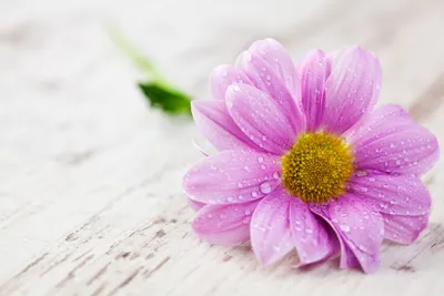 Crisp Vibrant Wallpaper Nature Wallpaper 4K 5616x3744 Hd, Desktop, Wallpaper, Of, A, Vibrant, Pink, Flower, Dew, Drops, Petals, Resting, White, Landscape, 4k