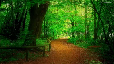 Serene Forest Surrounded Lush Nature Wallpaper 4K 1920x1080 A, Serene, Forest, Path, Surrounded, By, Lush, Green, Trees, Creating, Tranquil, Atmosphere, Red, Brown, Ultrawide, Full HD