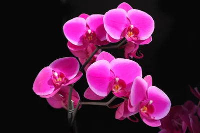 Moody Vibrant Wallpaper Nature Wallpaper 4K 4752x3168 A, Vibrant, Display, Of, Pink, Orchids, Against, Dark, Showcasing, Beauty, Nature, Captures, Yellow, Landscape, 4k