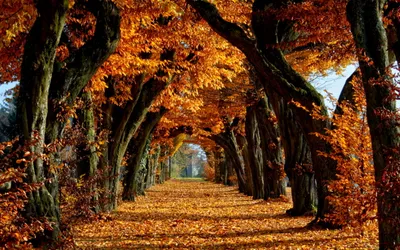 Peaceful Nature Tree Nature Wallpaper 4K 2560x1600 Hd, Pc, Desktop, Wallpaper, Showing, A, Peaceful, Nature, Scene, Tree-lined, Path, Covered, Brown, Orange, Ultrawide, QHD