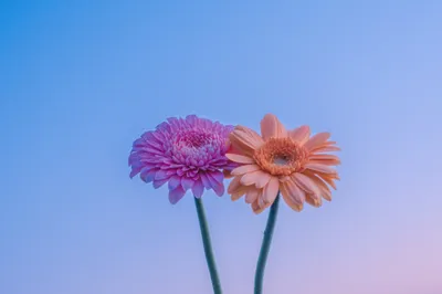 Bold General Wallpaper Abstract Wallpaper 4K 4096x2730 Wallpaper, General, 4096x2730, Pink, Gray, Ultrawide, 4k