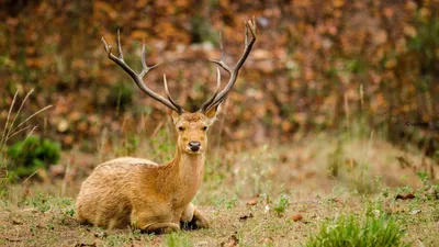 Animal Deer Animals Animals Wallpaper 4K 1920x1080 Animal, Deer, Hd, Desktop, Wallpaper, Background, Image, Gray, Brown, Ultrawide, Full HD