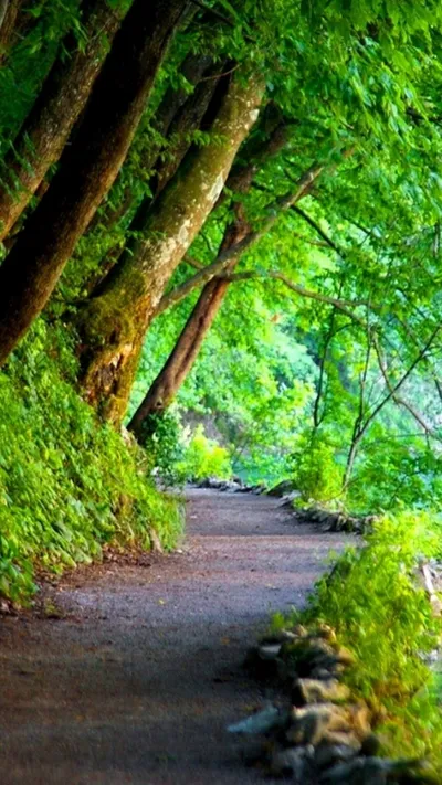 Nature Wallpaperbat Nature Nature Wallpaper 4K 1080x1920 Gray