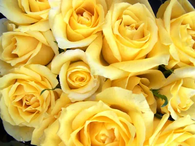 Close Vibrant Yellow Roses Nature Wallpaper 4K 2400x1800 Hd, Desktop, Wallpaper, Featuring, A, Close-up, Of, Vibrant, Yellow, Roses, Full, Bloom, White, Landscape, Full HD