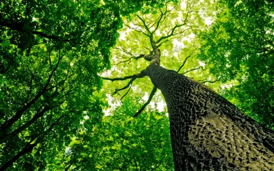 Epic Tall Wallpaper Nature Wallpaper 4K 2560x1600 A, Tall, Tree, Stretches, Upwards, Surrounded, By, Lush, Green, Foliage, Creating, Vibrant, White, Brown, Ultrawide, QHD