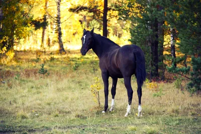 Dreamy Black Wallpaper Nature Wallpaper 4K 1920x1280 Hd, Wallpaper, Of, A, Black, Horse, Standing, In, Sunlit, Forest, Clearing, Surrounded, Gray, Landscape, Full HD