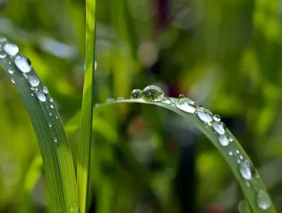 Bold Grass Wallpaper Nature Wallpaper 4K 3212x2427 Grass, Blur, Nature, Close-up, Water, Drop, Hd, Desktop, Brown, Landscape, QHD