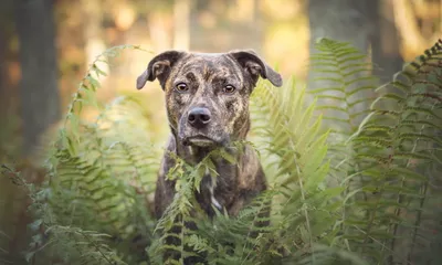 Bull Terrier Focused Stare Space Wallpaper 4K 2560x1538 A, Bull, Terrier, With, Focused, Stare, Sits, Amidst, Green, Ferns, Captured, Sharp, White, Gray, Ultrawide, QHD