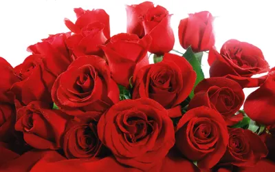 Epic Close Wallpaper Nature Wallpaper 4K 3840x2400 Close-up, Bouquet, Of, Vivid, Red, Roses, With, Green, Leaves, Ultra, Desktop, Nature, White, Ultrawide, 4k